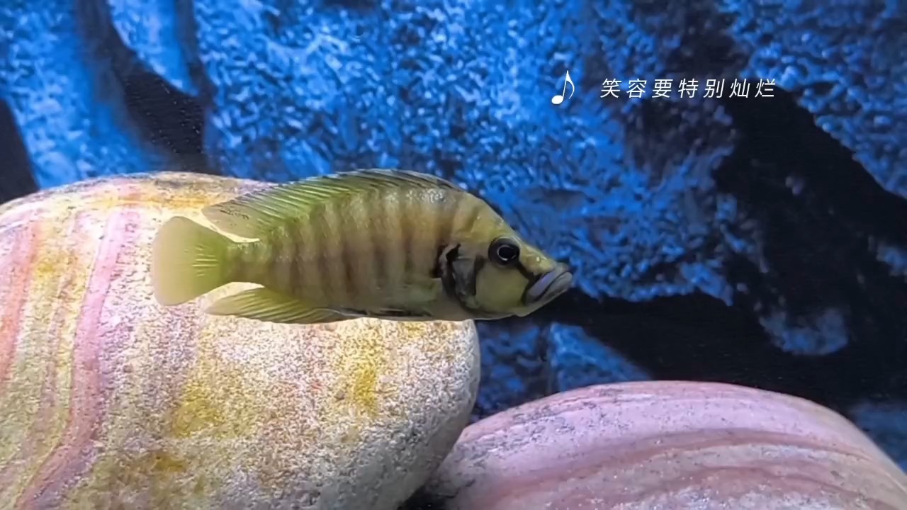 魚(yú)生短暫，余生很貴