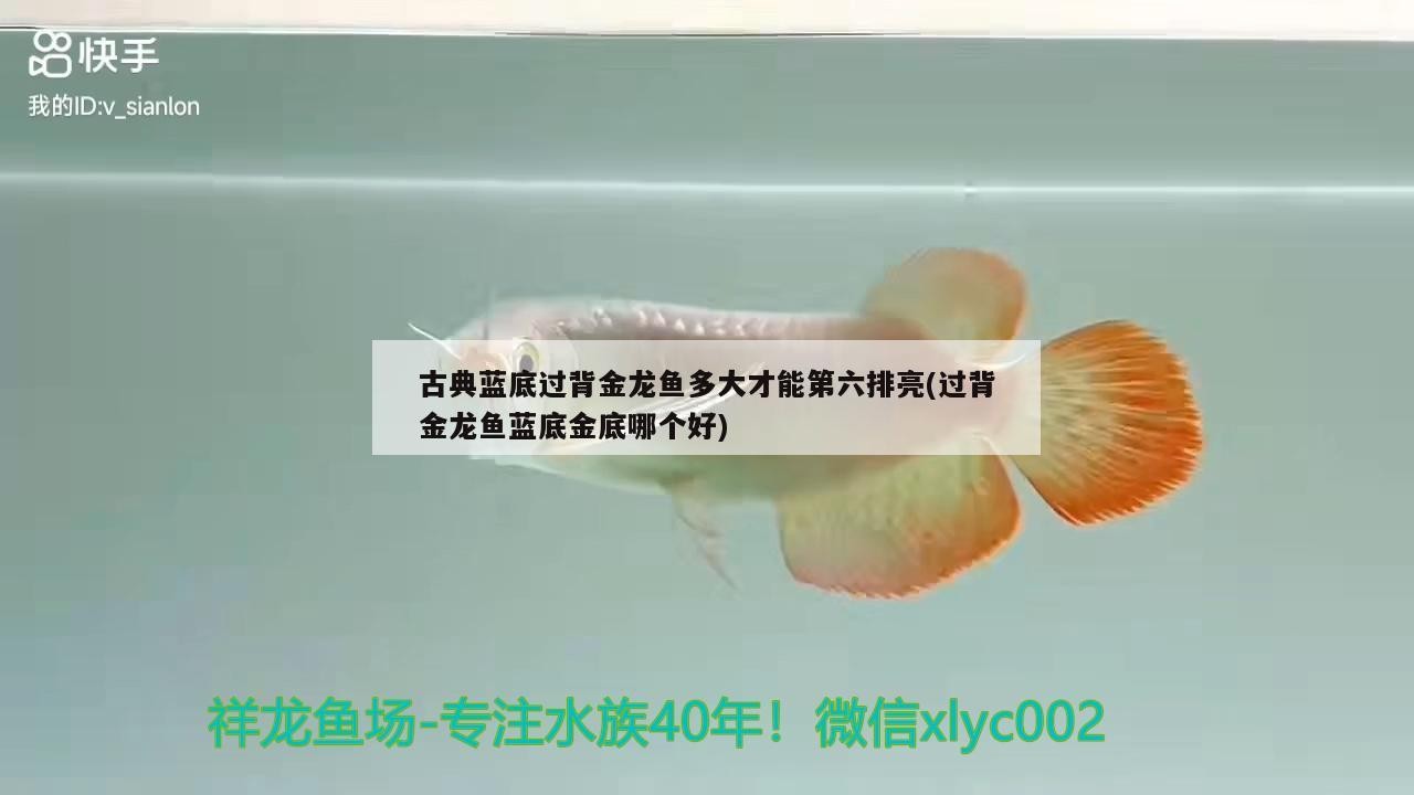 古典藍底過背金龍魚多大才能第六排亮(過背金龍魚藍底金底哪個好) 古典藍底過背金龍魚多大才能第六排亮(過背金龍魚藍底金底哪個好) 金龍魚百科