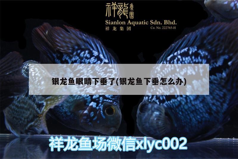鸚鵡魚和銀龍魚混養怎樣喂食 銀龍魚眼睛下垂了(銀龍魚下垂怎么辦) 銀龍魚百科 銀龍魚眼睛下垂了(銀龍魚下垂怎么辦) 銀龍魚眼睛下垂了(銀龍魚下垂怎么辦) 銀龍魚百科