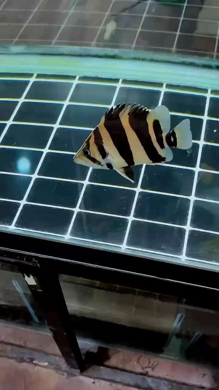 好魚一只
