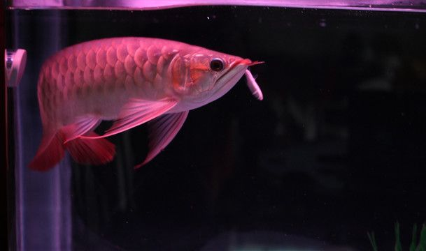 紅龍魚生長周期是多少天?。宏P于紅龍魚生長周期的詳細信息