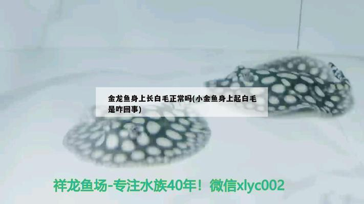 魚(yú)缸用什么石頭鋪底（魚(yú)缸用什么石頭鋪底可以培菌）