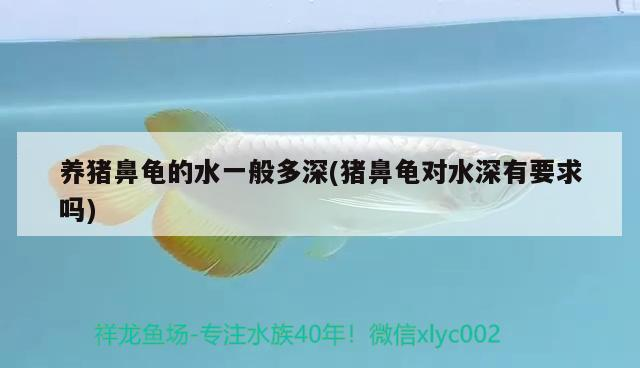 養豬鼻龜的水一般多深(豬鼻龜對水深有要求嗎)