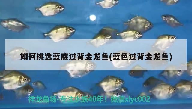 如何挑選藍底過背金龍魚(藍色過背金龍魚)