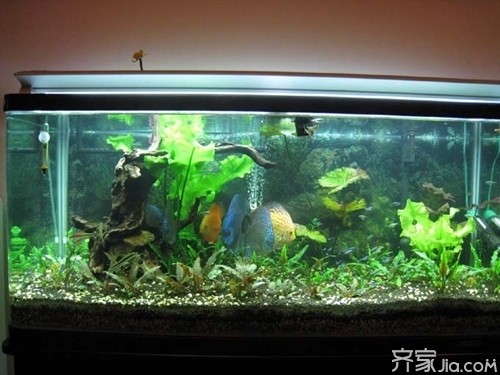 可麗愛魚缸1萬多還不是超白魚嗎（可麗愛魚缸1萬多還不是超白魚嗎）