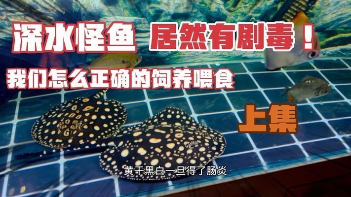 黑帝王魟魚毒性處理方法：黑帝王魟魚養(yǎng)殖技術(shù)分享,黑帝王魟魚毒性預(yù)防策略