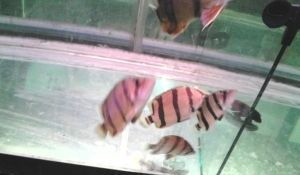 泰北虎魚苗怎樣飼養視頻：如何飼養泰北虎魚苗 泰北虎魚苗怎樣飼養視頻：如何飼養泰北虎魚苗 虎魚百科 第2張