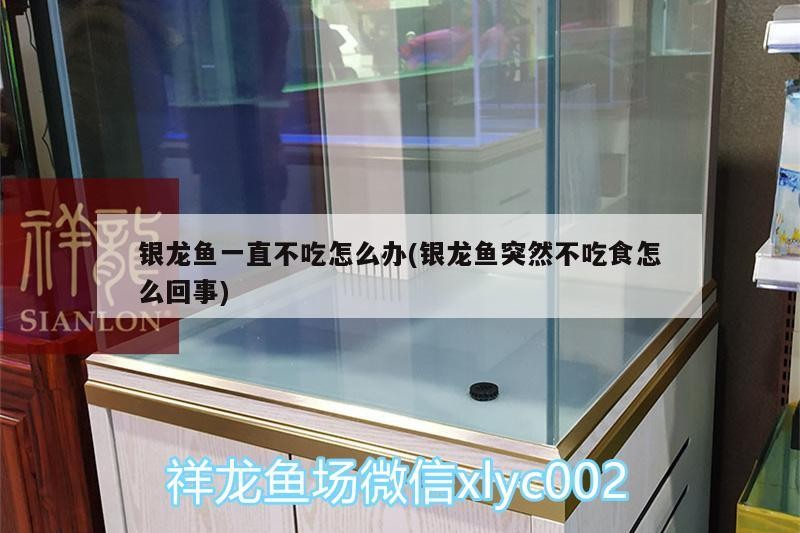 銀龍魚一直不吃怎么辦(銀龍魚突然不吃食怎么回事) 銀龍魚一直不吃怎么辦(銀龍魚突然不吃食怎么回事) 銀龍魚百科