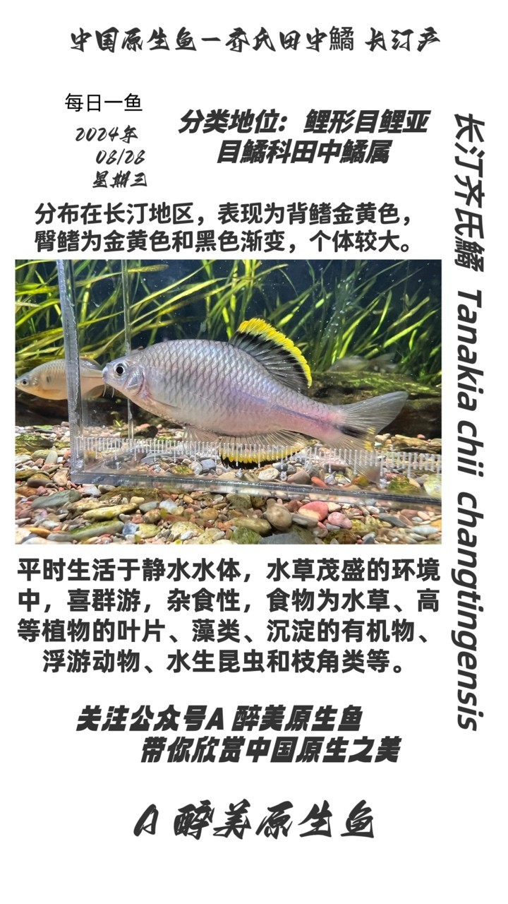 長汀齊氏鱊