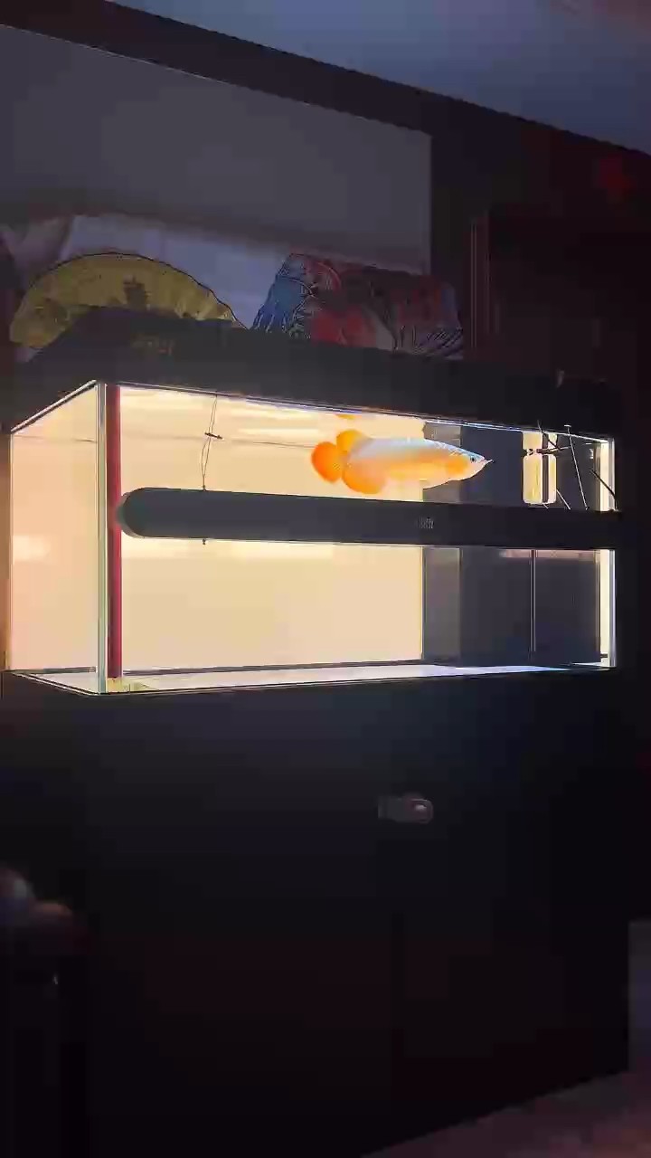 紅龍亞成魚階段