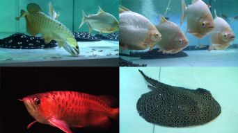 魟魚容易養嗎為什么不能養：[需手動填充]魚為什么不能養