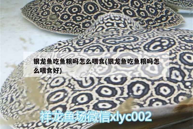 銀龍魚吃魚糧嗎怎么喂食(銀龍魚吃魚糧嗎怎么喂食好)