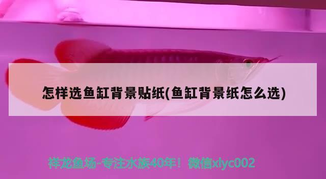 上海市普陀區(qū)姚民水族館(上海市普陀區(qū)姚民水族館地址) 全國(guó)水族館企業(yè)名錄 第2張 上海市普陀區(qū)姚民水族館(上海市普陀區(qū)姚民水族館地址) 上海市普陀區(qū)姚民水族館(上海市普陀區(qū)姚民水族館地址) 全國(guó)水族館企業(yè)名錄 第2張