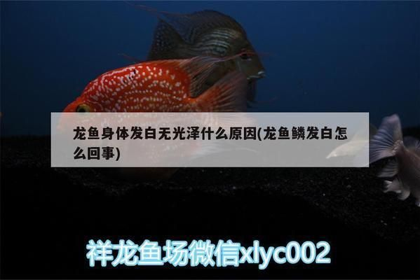 龍魚(yú)鱗片發(fā)白透明了vs祥龍魚(yú)場(chǎng)：龍魚(yú)鱗片變白的原因