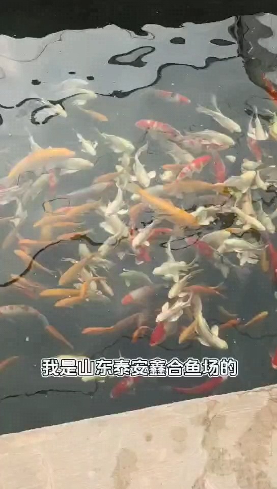 觀賞魚錦鯉魚冷水淡水魚