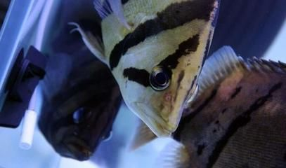 虎魚發黑的原因：虎魚為什么會發黑？
