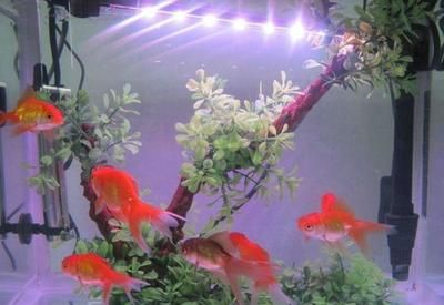除氯 魚缸：騰翔魚缸專用除氯球的優點和使用方法：魚缸除氯方法