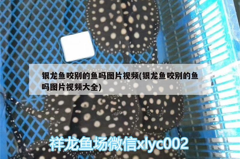 飼料 銀龍魚咬別的魚嗎圖片視頻(銀龍魚咬別的魚嗎圖片視頻大全) 銀龍魚百科 銀龍魚咬別的魚嗎圖片視頻(銀龍魚咬別的魚嗎圖片視頻大全) 銀龍魚咬別的魚嗎圖片視頻(銀龍魚咬別的魚嗎圖片視頻大全) 銀龍魚百科