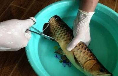 龍魚麻醉手術后不怎么吃東西可以嗎vs祥龍魚場:龍魚麻醉手術后不怎么吃東西是正常現象 vs祥龍魚場 第4張 龍魚麻醉手術后不怎么吃東西可以嗎vs祥龍魚場:龍魚麻醉手術后不怎么吃東西是正常現象 龍魚麻醉手術后不怎么吃東西可以嗎vs祥龍魚場:龍魚麻醉手術后不怎么吃東西是正常現象 vs祥龍魚場 第4張