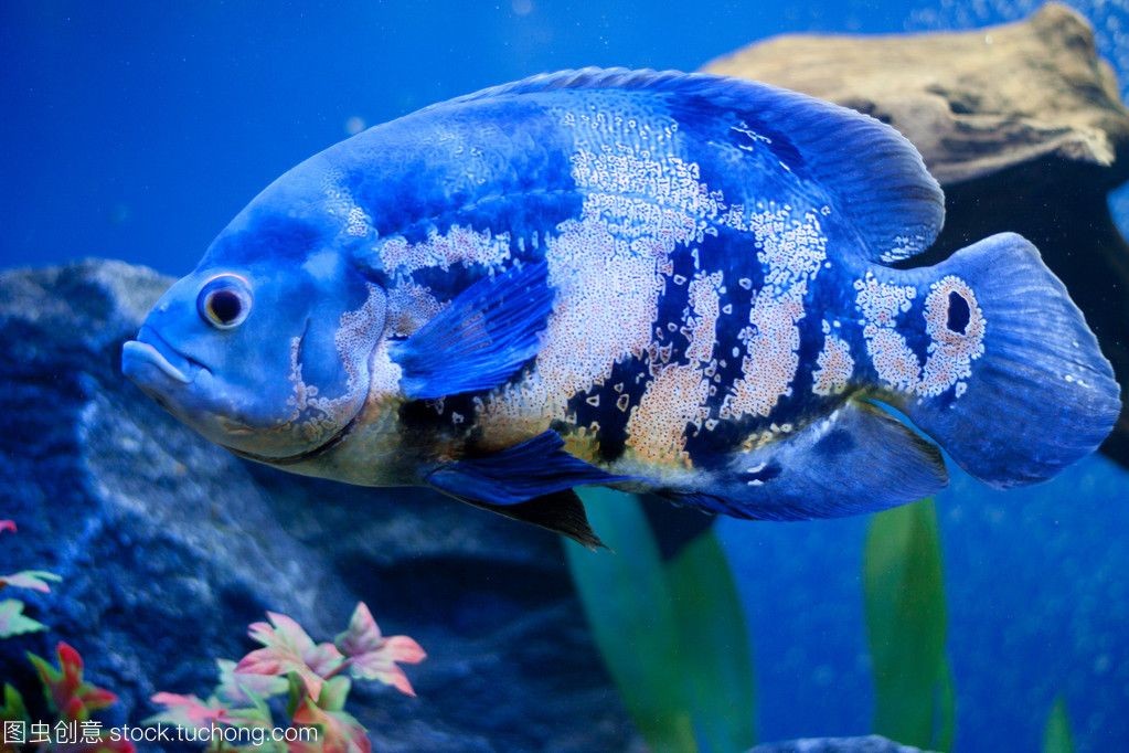 150魚缸養幾條薩伊藍魚：150魚缸養4-5條薩伊藍，120缸建議養6到8條