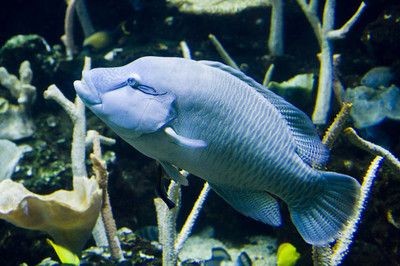 150魚缸養幾條薩伊藍魚：150魚缸養4-5條薩伊藍，120缸建議養6到8條