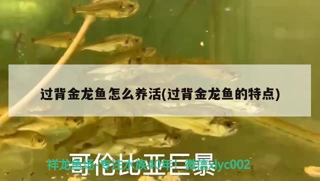 過背金龍魚怎么養活(過背金龍魚的特點)