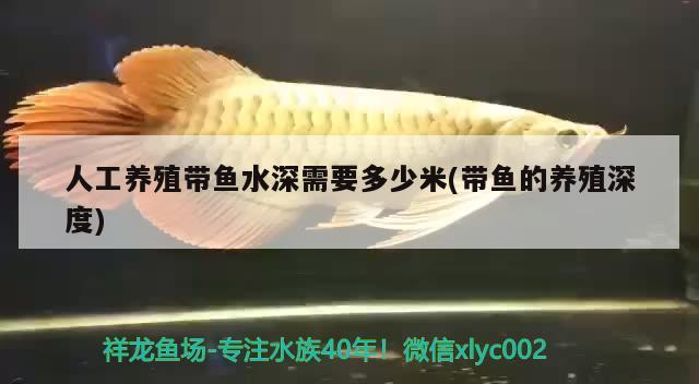有哪些高質(zhì)量的八角龍魚飼料品牌，高質(zhì)量的八角龍魚飼料品牌
