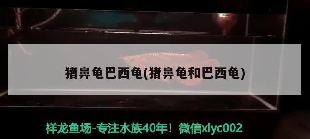 豬鼻龜巴西龜(豬鼻龜和巴西龜) 豬鼻龜巴西龜(豬鼻龜和巴西龜) 豬鼻龜百科 第2張