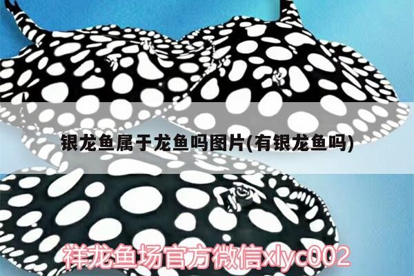 銀龍魚屬于龍魚嗎圖片(有銀龍魚嗎)