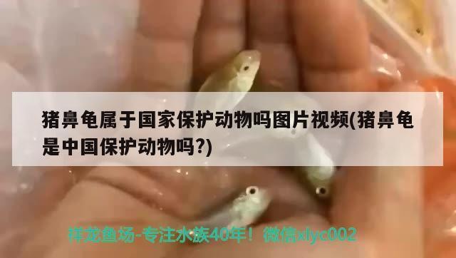 我的虎魚真菌感染了要怎么處理 豬鼻龜屬于國家保護(hù)動物嗎圖片視頻(豬鼻龜是中國保護(hù)動物嗎?) 豬鼻龜百科 豬鼻龜屬于國家保護(hù)動物嗎圖片視頻(豬鼻龜是中國保護(hù)動物嗎?) 豬鼻龜屬于國家保護(hù)動物嗎圖片視頻(豬鼻龜是中國保護(hù)動物嗎?) 豬鼻龜百科