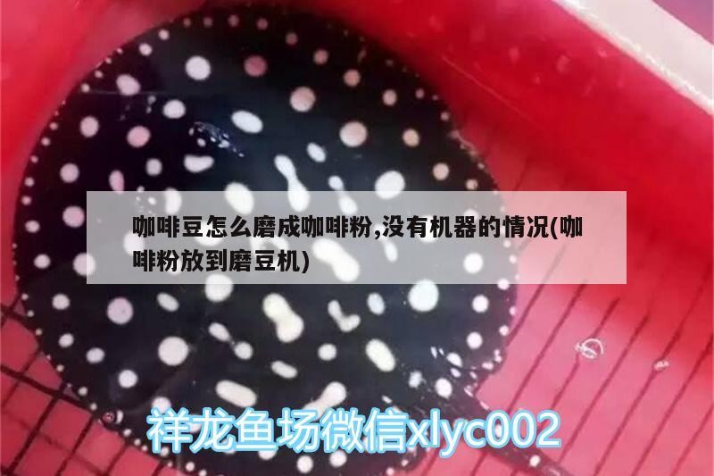 紅龍魚(yú)用黃燈烤有用嗎 咖啡豆怎么磨成咖啡粉,沒(méi)有機(jī)器的情況(咖啡粉放到磨豆機(jī)) 馬來(lái)西亞咖啡 咖啡豆怎么磨成咖啡粉,沒(méi)有機(jī)器的情況(咖啡粉放到磨豆機(jī)) 咖啡豆怎么磨成咖啡粉,沒(méi)有機(jī)器的情況(咖啡粉放到磨豆機(jī)) 馬來(lái)西亞咖啡