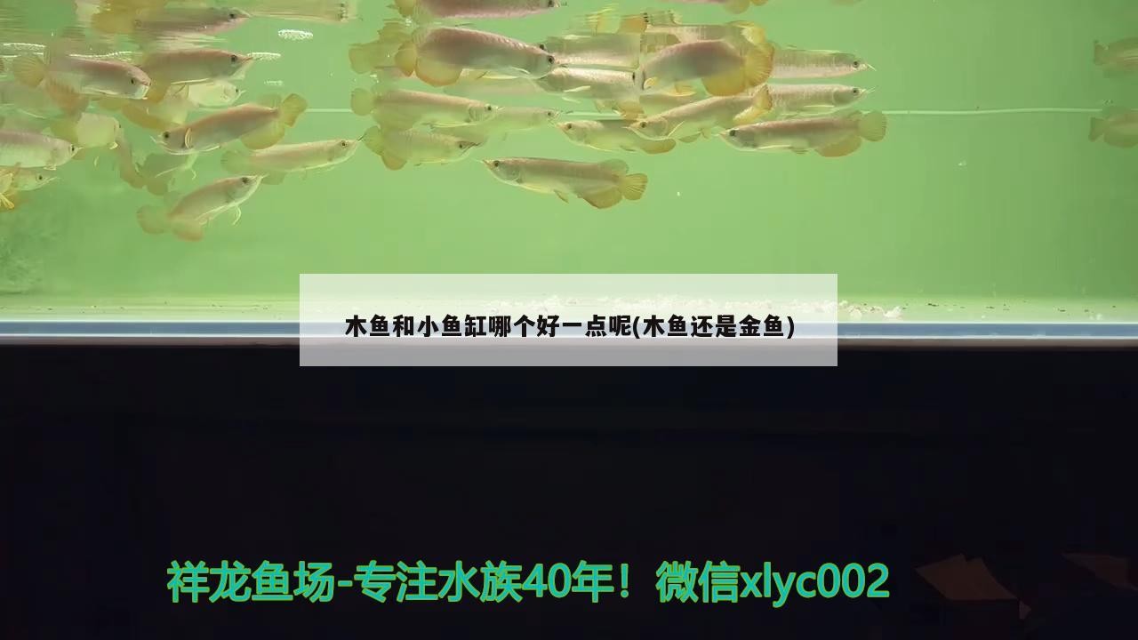 木魚和小魚缸哪個好一點呢(木魚還是金魚)
