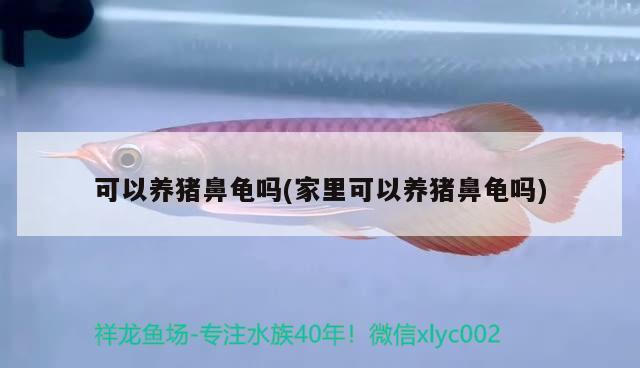 可以養豬鼻龜嗎(家里可以養豬鼻龜嗎)