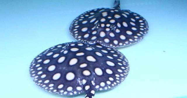 黑帝王魟魚適宜的pH值范圍：黑帝王魟魚適宜的ph值范圍是6.0～6.0～6.5,[需手動填充].5