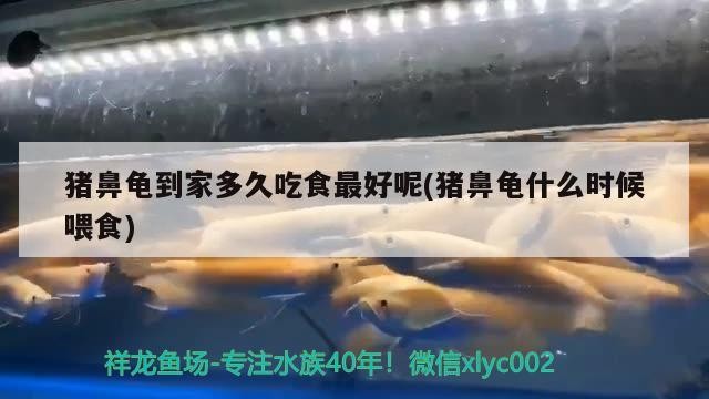 豬鼻龜到家多久吃食最好呢(豬鼻龜什么時候喂食)