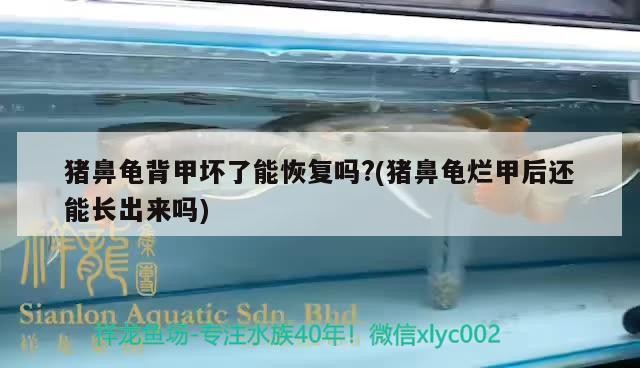 豬鼻龜背甲壞了能恢復嗎?(豬鼻龜爛甲后還能長出來嗎) 豬鼻龜背甲壞了能恢復嗎?(豬鼻龜爛甲后還能長出來嗎) 豬鼻龜百科
