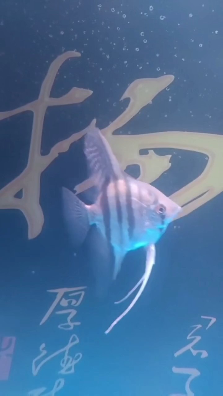 去年養過的神仙飛天咯[yueliang] 去年養過的神仙飛天咯[yueliang] 龍魚論壇