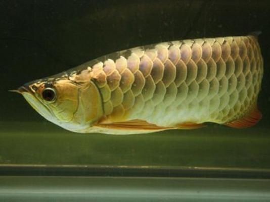 龍魚飼養條件有哪些規定vs祥龍魚場：祥龍魚場飼養條件是影響其健康成長的關鍵因素