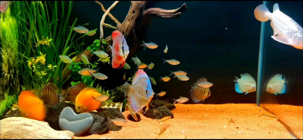 開(kāi)缸6個(gè)月 開(kāi)缸6個(gè)月 龍魚(yú)論壇
