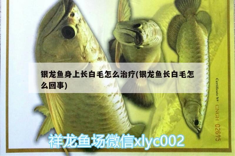 銀龍魚(yú)身上長(zhǎng)白毛怎么治療(銀龍魚(yú)長(zhǎng)白毛怎么回事)