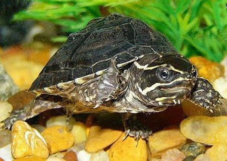 豬鼻龜的年齡多大：豬鼻龜年齡相關的詳細信息投喂豬鼻龜年齡的詳細信息