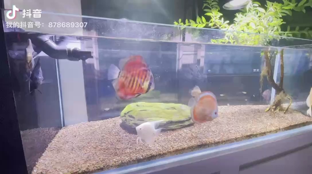 魚缸過濾器選購指南:自制魚缸過濾器魚缸上置過濾器對于養魚愛好者的必備知識 七彩日志 龍魚論壇 七彩日志 七彩日志 龍魚論壇