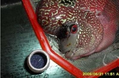 魟魚甲硝銼：使用甲硝銼（甲硝唑的別名）治療魟魚的一些信息