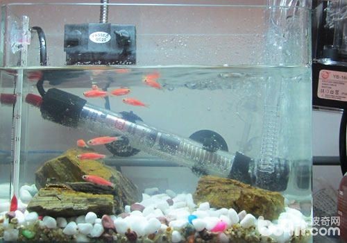 超市有賣魚缸加熱棒的嗎安全嗎：如何選擇合適的魚缸加熱棒？ 超市有賣魚缸加熱棒的嗎安全嗎：如何選擇合適的魚缸加熱棒？ 魚缸百科 第1張