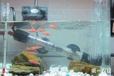 超市有賣魚缸加熱棒的嗎安全嗎：如何選擇合適的魚缸加熱棒？ 超市有賣魚缸加熱棒的嗎安全嗎：如何選擇合適的魚缸加熱棒？ 魚缸百科 第2張