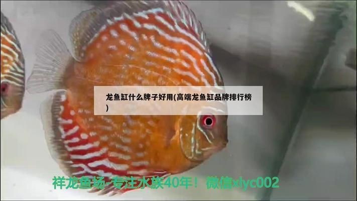 龍魚缸哪個品牌好用vs祥龍魚場：祥龍魚場用戶評價如何