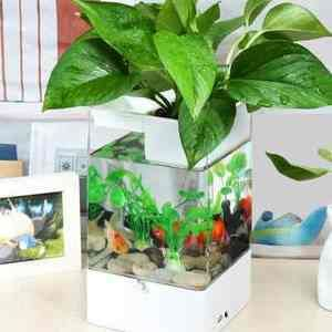 大圓魚缸適合養水培植物:大圓魚缸適合養什么水培植物?