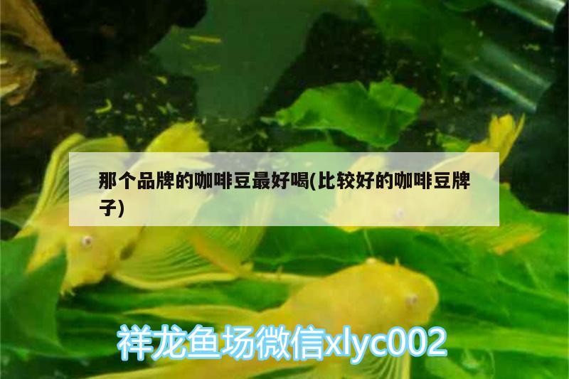 那個品牌的咖啡豆最好喝(比較好的咖啡豆牌子) 那個品牌的咖啡豆最好喝(比較好的咖啡豆牌子) 馬來西亞咖啡