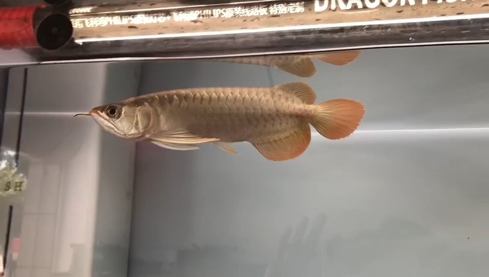 大家幫看看這魚怎么樣2000值嗎