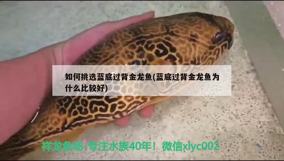 如何挑選藍底過背金龍魚(藍底過背金龍魚為什么比較好)
